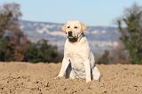 LABRADOR 604